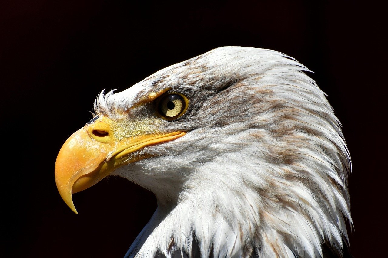 eagle, bald eagle, bird, raptor, birds of prey, nature, beak, wild bird, wildpark poing
